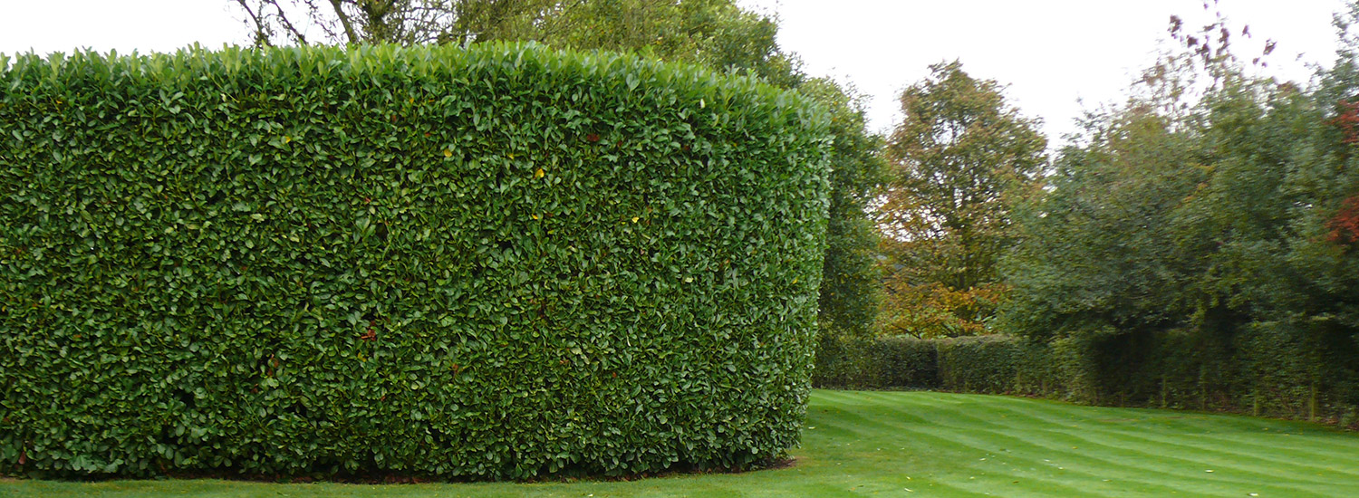 Hedge Cutting