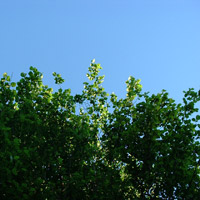 Hedge Laying